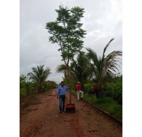 Jacaranda mimoso